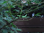 ka2